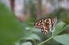 Schmetterlingspark-Friedrichsruh-120410-DSC_0029.JPG