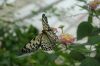 Schmetterlingspark-Friedrichsruh-120410-DSC_0088.JPG