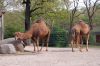 Berliner-Zoo-2013-130506-DSC_0100.jpg