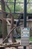 Berliner-Zoo-2013-130506-DSC_0165.jpg