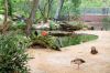 Berliner-Zoo-2013-130506-DSC_0205.jpg
