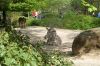 Berliner-Zoo-2013-130506-DSC_0257.jpg