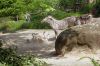Berliner-Zoo-2013-130506-DSC_0265.jpg