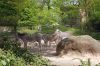 Berliner-Zoo-2013-130506-DSC_0268.jpg