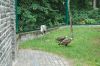 Berlin-Tierpark-Friedrichsfelde-2013-130810-DSC_0802.jpg