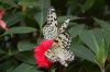 Schmetterlingspark-Alaris-Buchholz-110514-DSC_0717.JPG